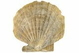 Miocene Fossil Scallop (Chesapecten) - Virginia #189126-2